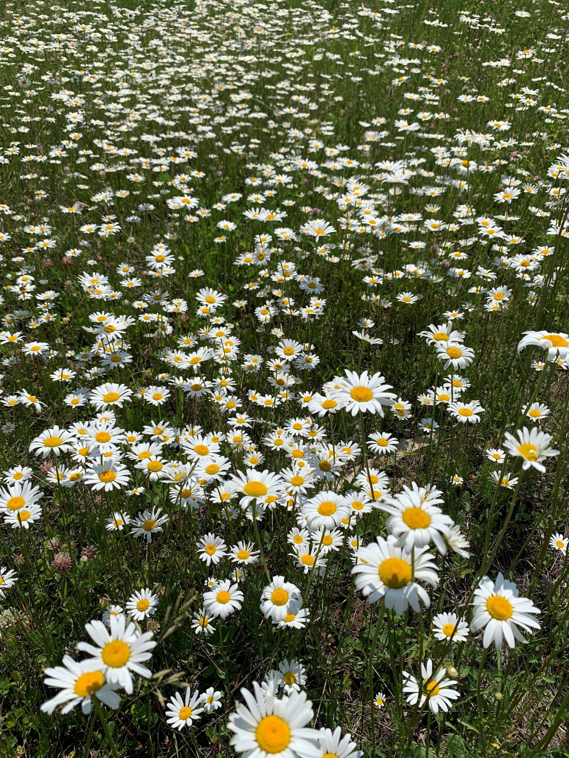 Oxeye Daisy